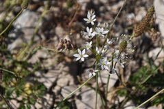 Allium subhirsutum