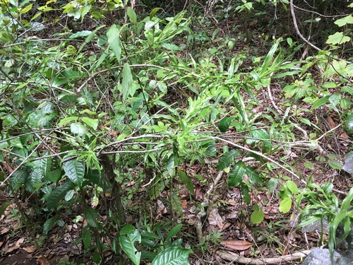 Dracaena reflexa image