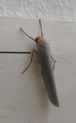 Eilema lurideola