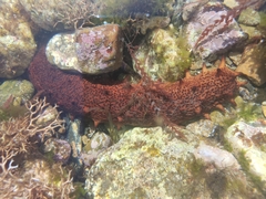 Holothuria arguinensis