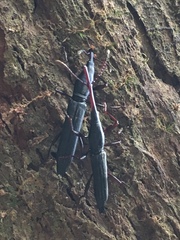 Brentinae
