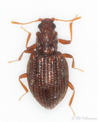 Stephostethus angusticollis