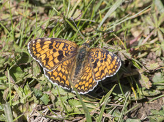 Melitaea pseudornata