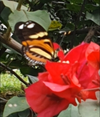 Heliconius ethilla