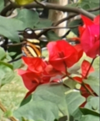 Heliconius ethilla