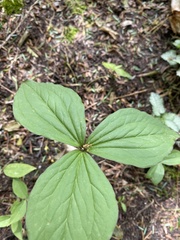Trillium grandiflorum