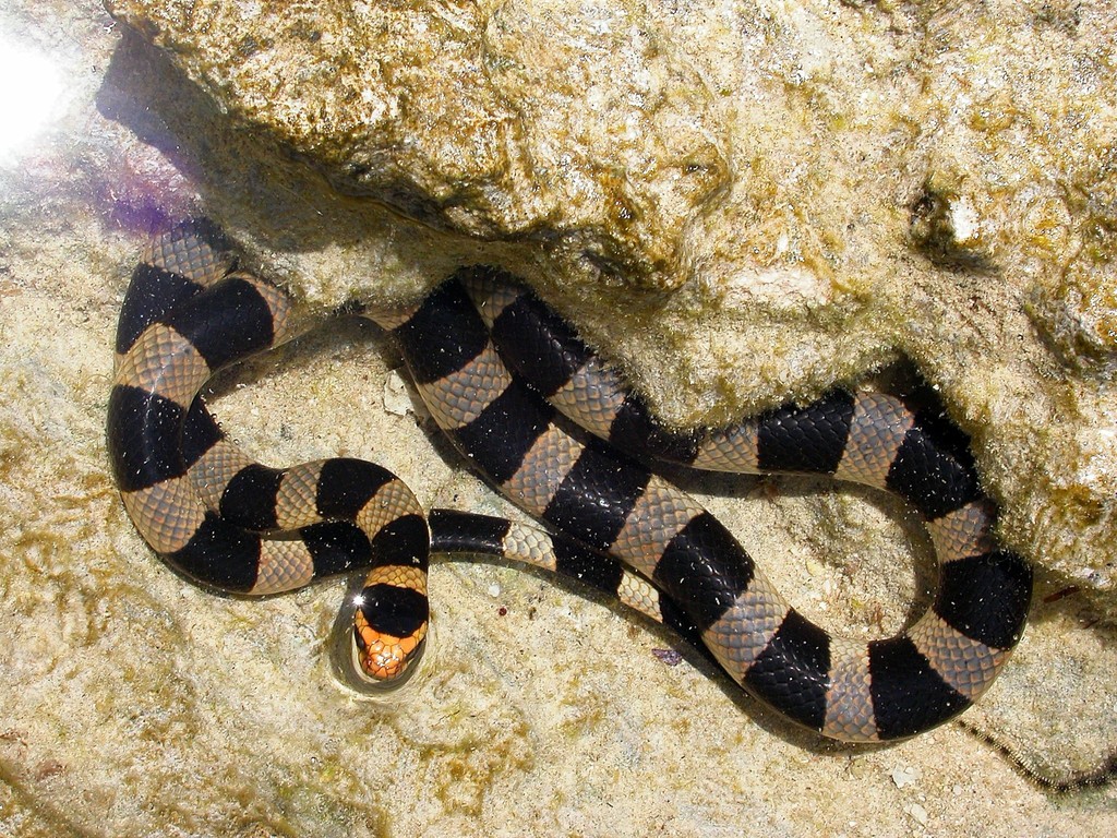 Yellow-Lipped Sea Krait