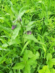 Symphytum officinale