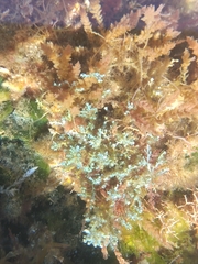 Ericaria selaginoides