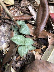 Goodyera schlechtendaliana