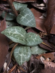 Goodyera schlechtendaliana
