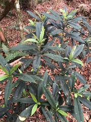 Symplocos wikstroemiifolia