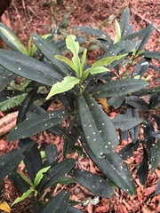 Symplocos wikstroemiifolia