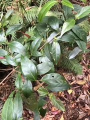 Viburnum integrifolium