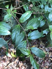 Viburnum integrifolium