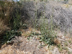 Oenothera longissima