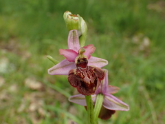 Ophrys sphegodes aveyronensis