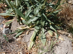 Oenothera longissima