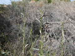 Oenothera longissima
