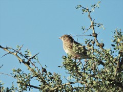 Rhopospina carbonaria
