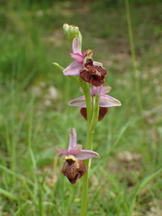 Ophrys sphegodes aveyronensis