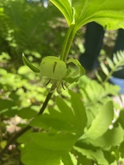 Trillium cernuum