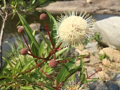 Cephalanthus salicifolius