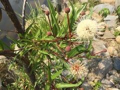 Cephalanthus salicifolius