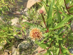 Cephalanthus salicifolius