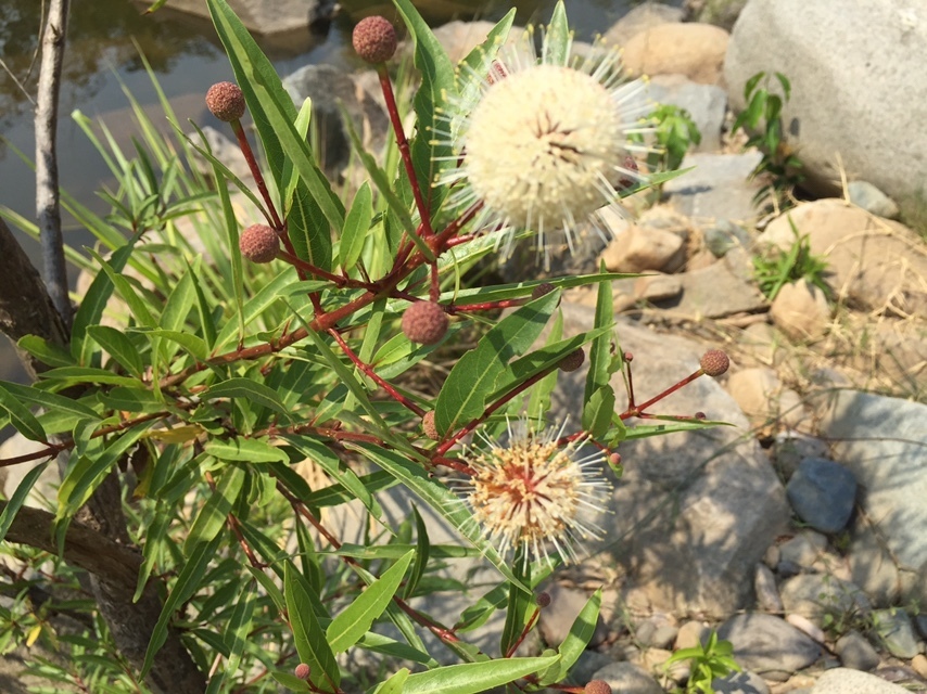 Mexican buttonbush