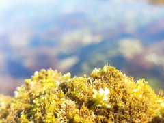 Caulacanthus