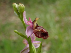 Ophrys sphegodes aveyronensis