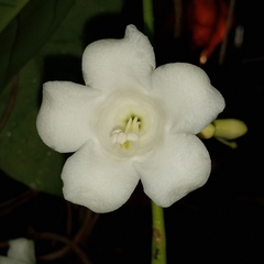 Utania