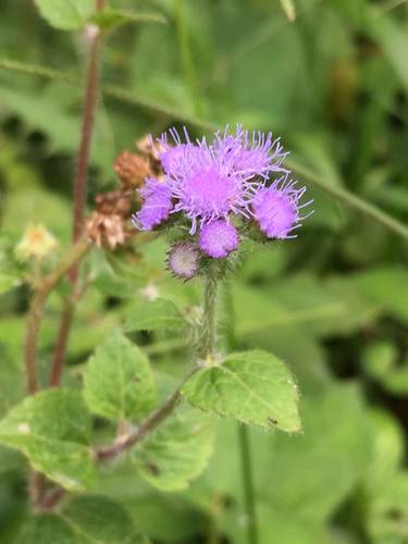 Ageratum houstonianum image