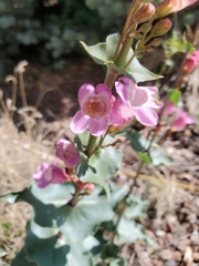 Penstemon clutei