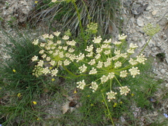 Laserpitium gallicum