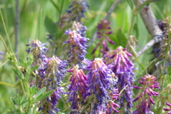 Astragalus bisulcatus
