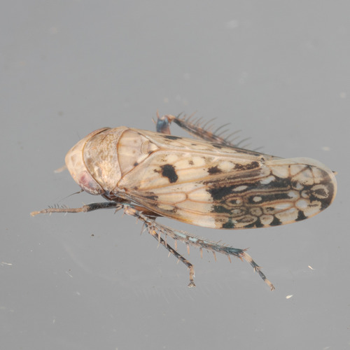 Menosoma cinctum