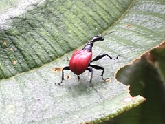 Trachelophorus giraffa