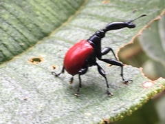 Trachelophorus giraffa