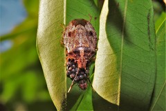 Antiteuchus tripterus