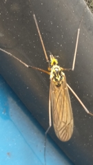 Tipulidae