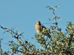 Rhopospina carbonaria