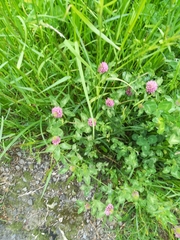 Trifolium pratense