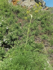 Ferula songarica