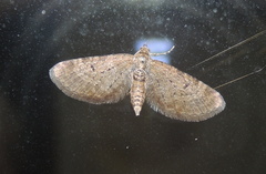 Eupithecia vulgata