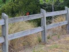 Cardinalis cardinalis image