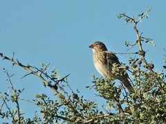 Rhopospina carbonaria