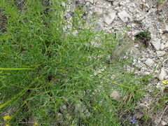 Laserpitium gallicum