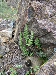 Paragymnopteris marantae marantae